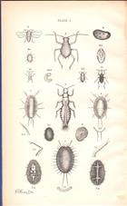 Injurious Insects, New and Little Known