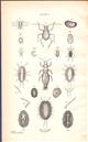 Injurious Insects, New and Little Known