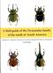 A Field Guide to the Dynastidae Families of the South of South America
