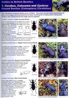 Guides to British Beetles 1: Carabus, Calosoma and Cychrus. Ground Beetles (Coleoptera; Carabidae)