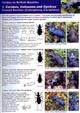Guides to British Beetles 1: Carabus, Calosoma and Cychrus. Ground Beetles (Coleoptera; Carabidae)