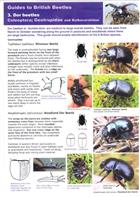 Guides to British Beetles 3: Dor Beetles. Coleoptera; Geotrupidae and Bolboceratidae