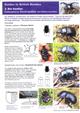 Guides to British Beetles 3: Dor Beetles. Coleoptera; Geotrupidae and Bolboceratidae