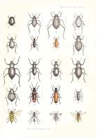 The Zoology of the Afghan Delimitation Commission: Coleoptera