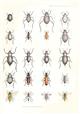 The Zoology of the Afghan Delimitation Commission: Coleoptera