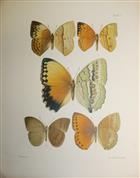 Butterflies from China, Japan and Corea. Pt 1: Danainae, Satyrinae, Morphinae, and Acraeinae