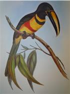 A Monograph of the Ramphastidae, or Family of Toucans