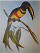 A Monograph of the Ramphastidae, or Family of Toucans