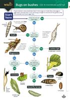 Bugs on Bushes (Identification Chart) An invertebrate name trail