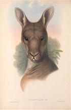 Mammals of Australia. Vol. II (Kangaroos & Wallabies)