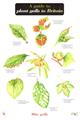 A Guide to Plant Galls in Britain (Identification Chart)