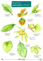 A Guide to Plant Galls in Britain (Identification Chart)
