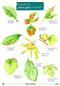 A Guide to Plant Galls in Britain (Identification Chart)