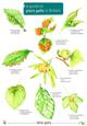 A Guide to Plant Galls in Britain (Identification Chart)