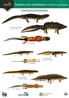 Guide to the Reptiles and Amphibians of Britain and Ireland (Identification Chart)