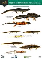 Guide to the Reptiles and Amphibians of Britain and Ireland (Identification Chart)