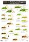 A Guide to British Grasshoppers and allied Insects (Identification Chart)