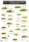 A Guide to British Grasshoppers and allied Insects (Identification Chart)