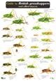 A Guide to British Grasshoppers and allied Insects (Identification Chart)