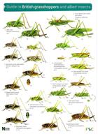 A Guide to British Grasshoppers and allied Insects (Identification Chart)