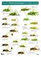 A Guide to British Grasshoppers and allied Insects (Identification Chart)