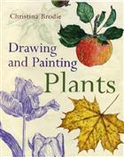 Drawing & Painting Plants