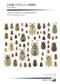 Atlas of Japanese Scarabaeoidea Vol. 3: Phytophagous group II