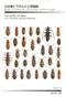 Cucujoidea of Japan. Vol. 2: Silvanidae, Byturidae, Biphyllidae