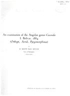 An Examination of the Angolan genus Caconda  I. Bolivar, 1884 (Orthopt., Acrid., Pyrgomorphine)