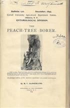 The Peach-tree Borer