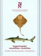 Chordata: Branchostomatidae - Chondrichtyes / Ryggstrangsdjur: Lansettfiskar - broskfiskar (Nationalnyckeln till Sveriges Flora och Fauna)