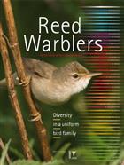Reed Warblers