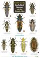 Guide to the ladybird larvae of the British Isles (Identification Chart)