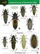 Ladybird larvae of the British Isles (Identification Chart)