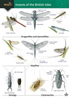 Guide to insects of the British Isles (Identification Chart)