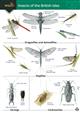 Guide to insects of the British Isles (Identification Chart)