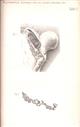 Nachträge zur Anatomie von Loxodon africanus Falc. (Masc. Adult.) nebst einleitenden Bemerkungen über das Gebahren dieses Thieres in der Gefangenschaft