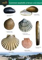 Guide to Common Seashells of Britian and Ireland (Identification Chart)