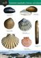 Guide to Common Seashells of Britian and Ireland (Identification Chart)