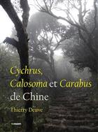 Cychrus, Calosoma et Carabus de Chine