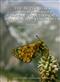 The Butterflies (Lepidoptera, Papilionoidea) of Eastern Turan, Tarbagatai, Saur and South-western Altai. Vol. 1: Papilionidae, Pieridae, Satyridae