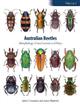 Australian Beetles Vol. 1: Morphology Classification and Keys