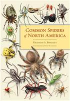 Common Spiders of North America