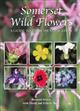 Somerset Wild Flowers: A Guide to Their Identification