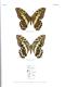 Les Papillons diurnes des Iles Comores/Butterflies of the Comoros