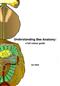 Understanding Bee Anatomy: A full colour guide