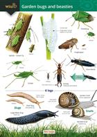 Garden bugs and beasties (Identification Chart)