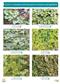 Guide to mosses and liverworts of towns and gardens (Identification Chart)