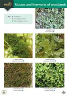 Guide to mosses and liverworts of woodlands (Identification Chart)