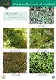 Guide to mosses and liverworts of woodlands (Identification Chart)